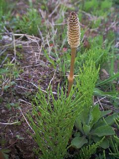 Equisetum arvense