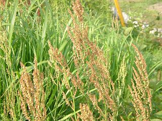 Rumex acetosa