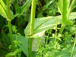 Rumex acetosa