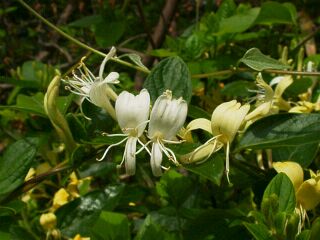 Lonicera japonica