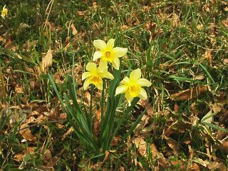 Narcissus spp.
