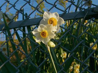 Narcissus spp.