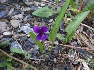 Viola mandshurica