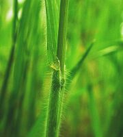Bromus japonics