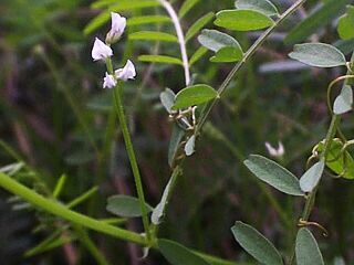 Vicia hirsuta