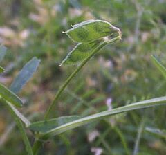 Vicia hirsuta