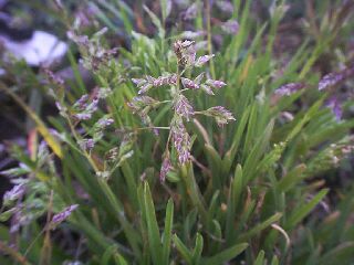 Poa annua