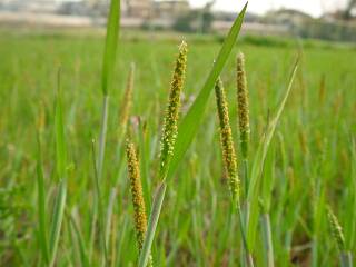 Alopecurus aequalis