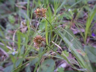 Luzula capitata