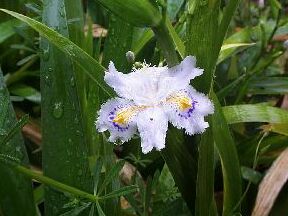 Iris japonica