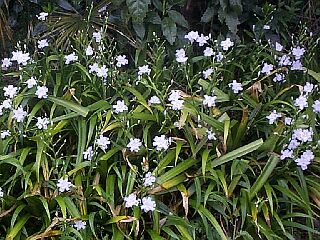 Iris japonica
