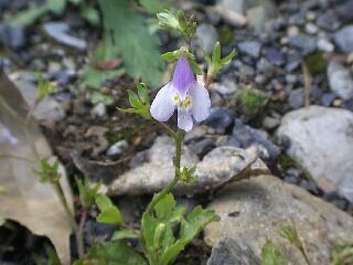 Mazus pumilus