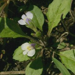 Mazus pumilus