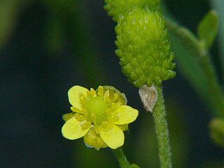 Ranunculus sceleratus