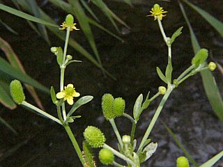 Ranunculus sceleratus
