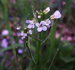 Cardamine flexuosa