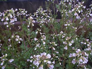 Cardamine flexuosa