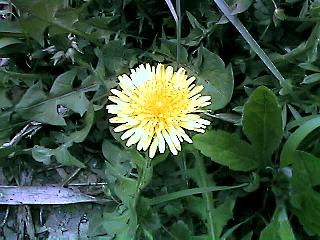 Taraxacum officinale/dandelion