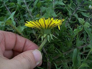 Taraxacum officinale