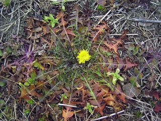 Taraxacum officinale