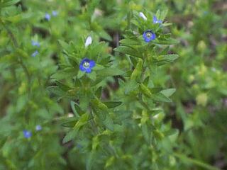Veronica arvensis