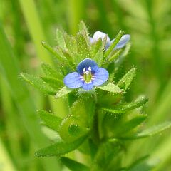 Veronica arvensis