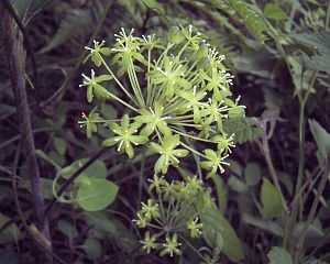 Smilax nipponica