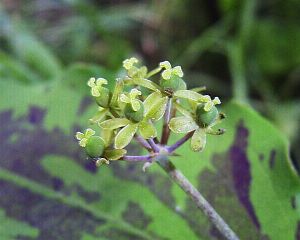 Smilax nipponica