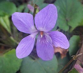 Viola grypoceras