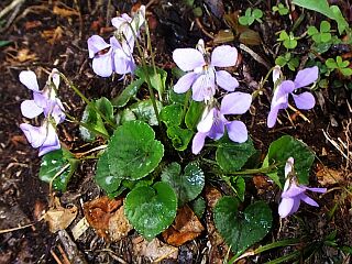 Viola grypoceras