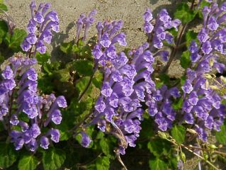 Scutellaria indica