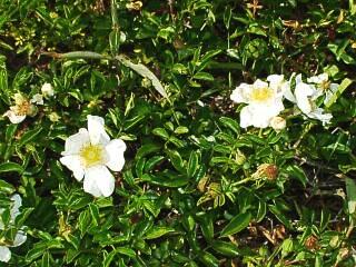 Rosa wichuraiana