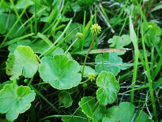 Hydrocotyle sibthorpioides