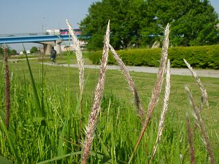 Imperata cylindrica
