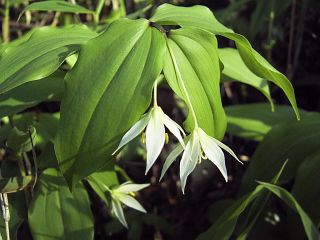 Disporum smilacinum
