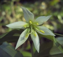Disporum smilacinum