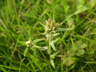 Gnaphalium japonicum