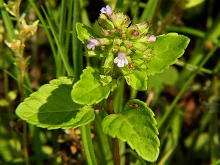 Clinopodium gracile