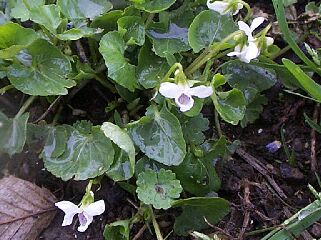 Viola verecunda