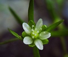 Sagina japonica