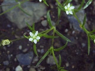Sagina japonica
