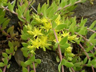 Sedum sarmentosum
