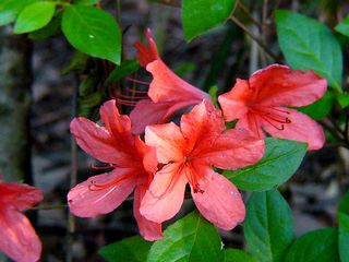 Rhododendron kaempferi
