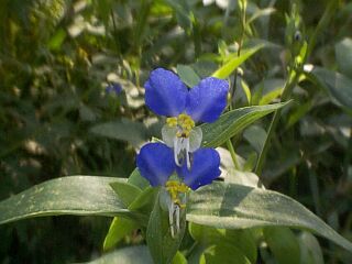 Commelina communis