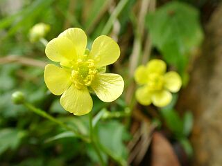 Ranunculus japonicus