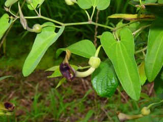 Aristolochia debilis