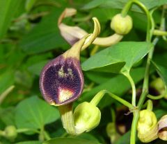 Aristolochia debilis