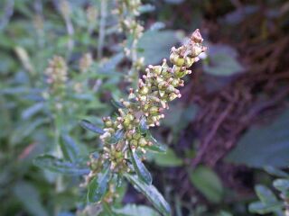 Gnaphalium spicatum