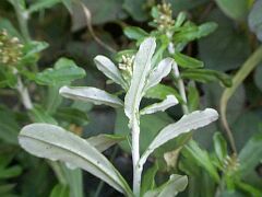 Gnaphalium spicatum