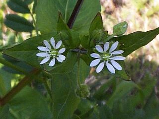 Stellaria aquatica